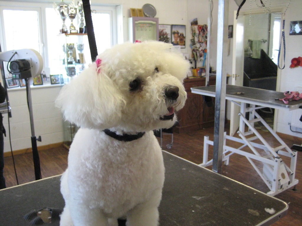 Vanessa offers a range of different coloured bow and changes the fabric of the bandanas with the seasons Dog grooming Warwick