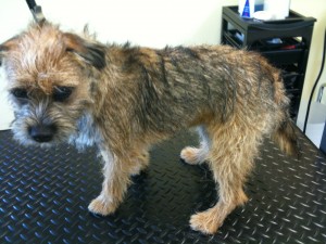 This border terrier has come for it's first handstrip, most of the darker hairs are part of the puppy coat.
