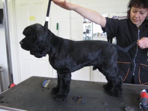 Top Tails Dog Grooming Warwick