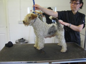 Top Tails Dog Grooming Warwick